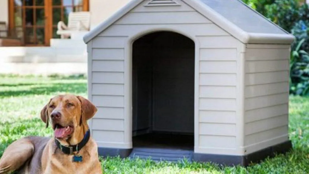 caseta-para-perros
